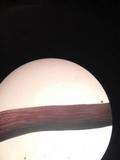 Laccaria amethystina image