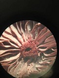 Laccaria amethystina image