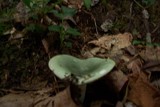 Russula aeruginea image