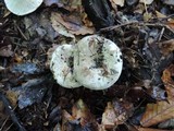 Russula densifolia image
