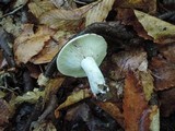 Russula densifolia image