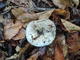 Russula densifolia image