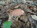 Austroboletus gracilis image