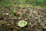 Russula aeruginea image