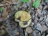 Russula grata image