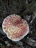 Suillus spraguei image