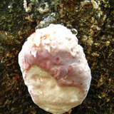 Rhodofomes cajanderi image