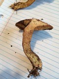 Suillus spraguei image