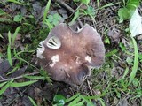 Russula brunneola image