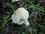 Russula brunneola image