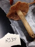 Entoloma rhodopolium image