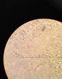 Entoloma rhodopolium image