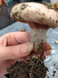 Hygrophorus russula image