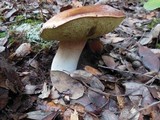 Boletus regineus image