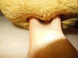 Boletus regineus image