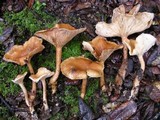 Lepista flaccida image