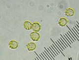 Lepista flaccida image