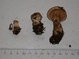 Cortinarius piceidisjungendus image