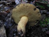 Suillus fuscotomentosus image