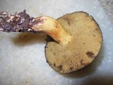 Suillus fuscotomentosus image