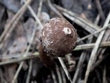 Tulostoma squamosum image