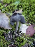 Helvella ephippium image