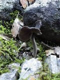 Helvella ephippium image