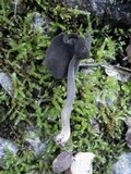 Helvella ephippium image