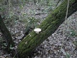 Pleurotus dryinus image