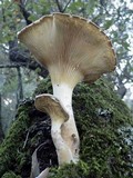 Pleurotus dryinus image