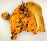 Piptoporus australiensis image