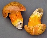Tylopilus balloui image