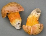 Gyroporus ballouii image