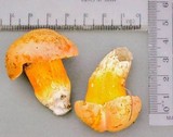 Tylopilus balloui image