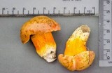 Gyroporus ballouii image