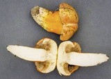 Gyroporus ballouii image