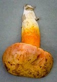 Gyroporus ballouii image