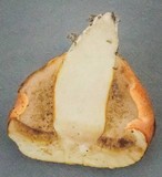 Tylopilus balloui image