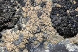 Endocarpon petrolepideum image