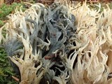 Helminthosphaeria clavariarum image