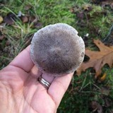 Tricholoma terreum image