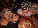 Cortinarius calyptratus image