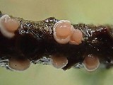 Corticium minnsiae image