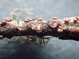 Corticium minnsiae image