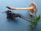 Rhodocybe nuciolens image