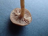 Rhodocybe nuciolens image