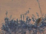 Rhodocybe nuciolens image
