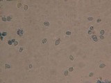 Rhodocybe nuciolens image