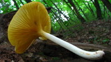 Chrysomphalina strombodes image
