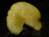 Chrysomphalina strombodes image